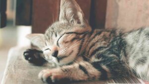8 sounds that are good for you