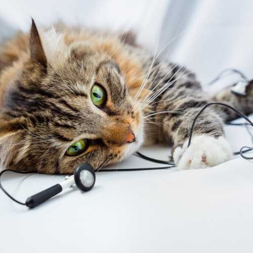 kitty cat with wired headphones