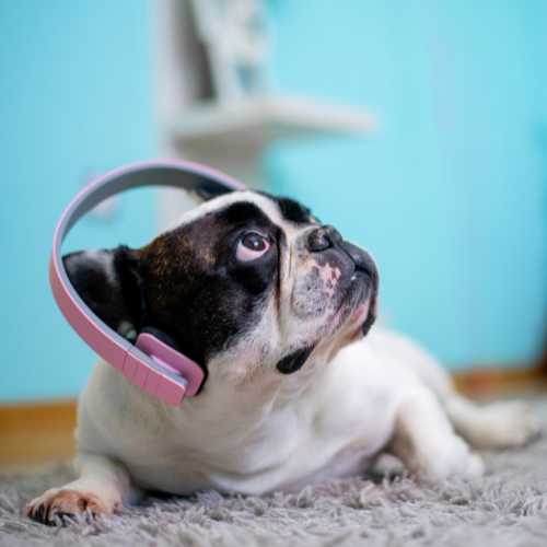 boxer dog wearing wireless headphones